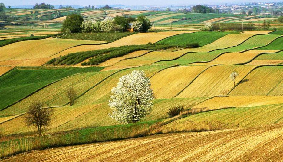 Селскостопанска продукция Кубрат - Infocall.bg Селскостопанска продукция Кубрат - Infocall.bg