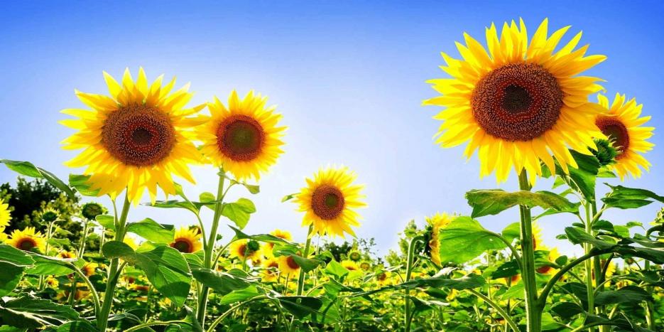 Кооперация Надежда  - Infocall.bg