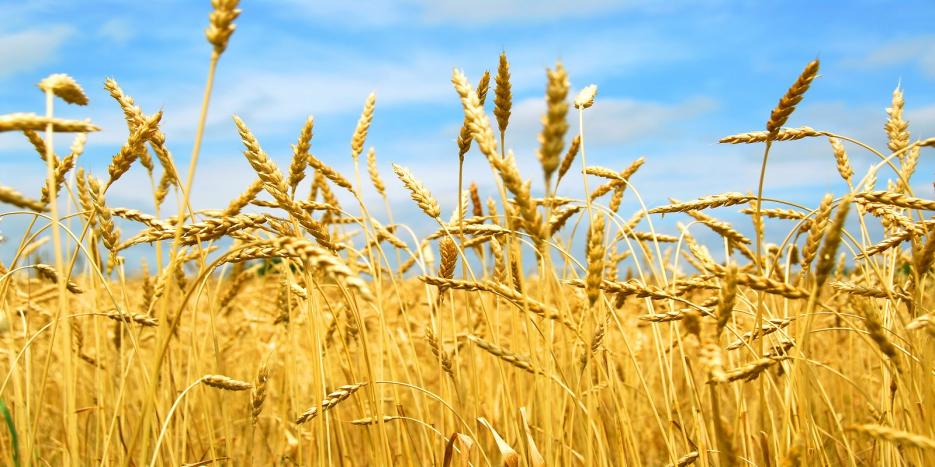 Селскостопанска продукция Пордим - Infocall.bg Селскостопанска продукция Пордим - Infocall.bg