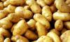 Отглеждане на селскостопанска продукция в Гарван-Ситово - ЗК 16 Декември  - изображение 4