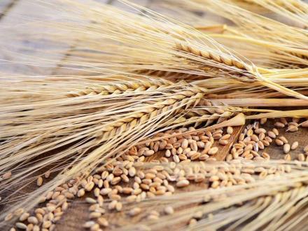 Отглеждане на селскостопанска продукция в Гарван-Ситово - ЗК 16 Декември 