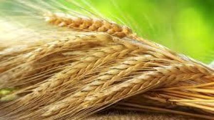 Производство на селскостопанска продукция в Кубрат - Селскостопанска продукция Кубрат Производство на селскостопанска продукция в Кубрат - Селскостопанска продукция Кубрат