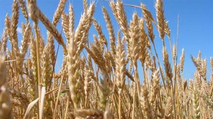 Производство на селскостопанска продукция в Любимец-Хасково - Селскостопанска продукция Любимец