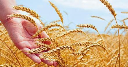 Производство на селскостопанска продукция в Стражица - Евро Къмпани ООД