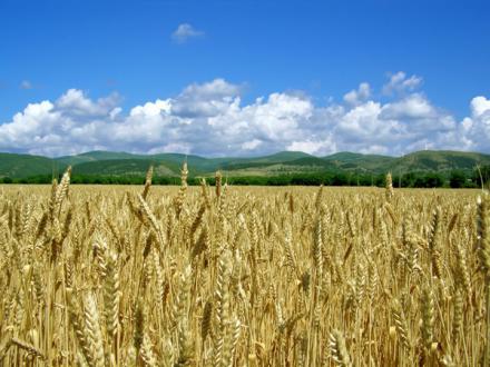Производство на зърнени култури в Стара Загора - Агро Макс 2006 ЕООД Производство на зърнени култури в Стара Загора - Агро Макс 2006 ЕООД