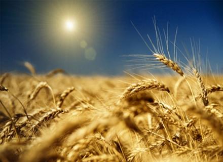 Селскостопанска продукция - ТПК Обединение Селскостопанска продукция - ТПК Обединение