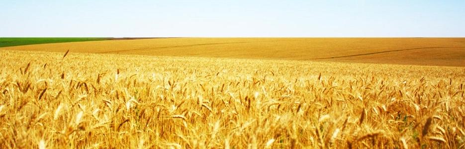 ВПТК ЗОРА 99 - Infocall.bg ВПТК ЗОРА 99 - Infocall.bg