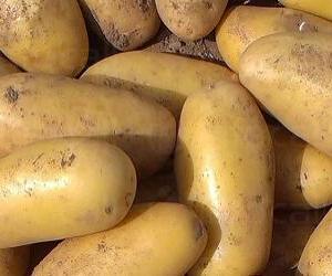 Продажба на семена за картофи холандски в област Силистра - ЗК 16 Декември 