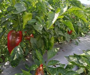 Продавам биологични плодове и зеленчуци 