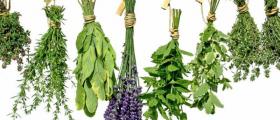 Билки и билкови продукти в Бяла Слатина Билки и билкови продукти в Бяла Слатина