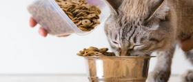 Храна за котки Габрово Храна за котки Габрово