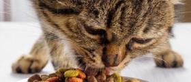 Храна за котки Габрово Храна за котки Габрово