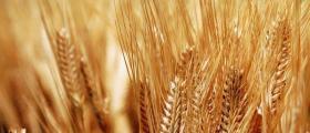 Селскостопанска продукция в Горско Абланово-Опака - Кооперация Черноломие Селскостопанска продукция в Горско Абланово-Опака - Кооперация Черноломие