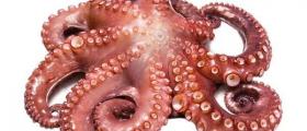 Замразени морски деликатеси Бургас - Атлантик АД Замразени морски деликатеси Бургас - Атлантик АД