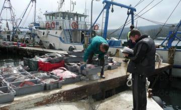 Прясна черноморска риба във Варна Прясна черноморска риба във Варна