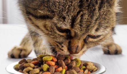 Храна за котки Габрово - Андриана Храна за котки Габрово - Андриана