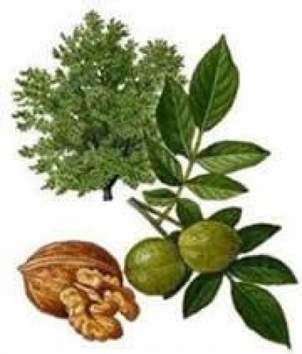 Орехови фиданки в град Шумен - ЗП Владимир Петров Орехови фиданки в град Шумен - ЗП Владимир Петров