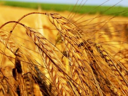 Пшеница в Каменец-Пордим - Селскостопанска продукция Пордим