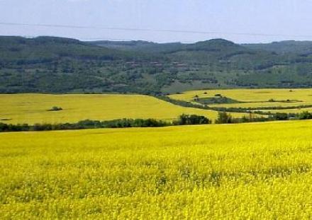Рапица в община Силистра - Казимир 93 Рапица в община Силистра - Казимир 93