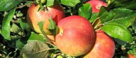 Контрол на биологична продукция в Пловдив - Балкан Биосерт ООД