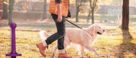 Обезпаразитяване животни София-Люлин - VET STAR Clinic 