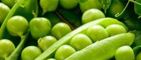 Отглеждане на грах в Кнежа-Плевен - Светлин Илчовски ЕТ Отглеждане на грах в Кнежа-Плевен - Светлин Илчовски ЕТ
