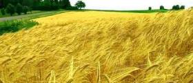 Покупко-продажба земеделска земя в Южна България Покупко-продажба земеделска земя в Южна България