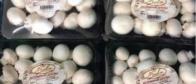 Продажба култивирани печурки в Първенец-Родопи Продажба култивирани печурки в Първенец-Родопи