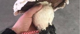Продажба мицел Първенец-Родопи - Мива-Димитров С-ИЕ  СД