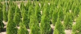 Продажба на декоративна растителност в Бургас
