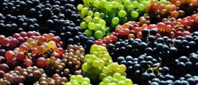 Продажба на грозде в Свищов - Агроплод Димитрови ООД Продажба на грозде в Свищов - Агроплод Димитрови ООД