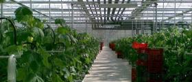 Продажба на оранжерийни краставици в Симитли и София-Слатина - Росела АД Продажба на оранжерийни краставици в Симитли и София-Слатина - Росела АД
