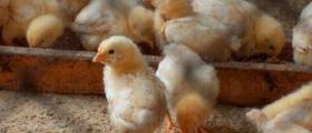Продажба на подрастващи ярки Габрово, Севлиево, Трявна