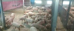 Продажба на прасета във Враца - Месни продукти Враца Продажба на прасета във Враца - Месни продукти Враца