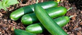 Продажба на зеленчукови семена в Долни чифлик-област Варна - Агрощил България Продажба на зеленчукови семена в Долни чифлик-област Варна - Агрощил България