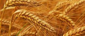 Производство и търговия със селскостопанска продукция Кнежа - ППЗК Прогрес Производство и търговия със селскостопанска продукция Кнежа - ППЗК Прогрес