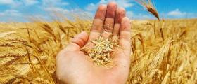 Производство и търговия със земеделска продукция Караисен-Павликени - ОППК Възраждане 92 Производство и търговия със земеделска продукция Караисен-Павликени - ОППК Възраждане 92