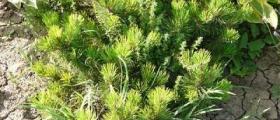 Производство на градински цветя и храсти в Лясковец - Екзотика Косеви ООД Производство на градински цветя и храсти в Лясковец - Екзотика Косеви ООД