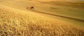 Производство на пшеница в Стражица Производство на пшеница в Стражица