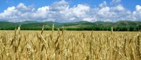 Производство на селскостопанска продукция в Хърлец-Козлодуй - ПТЗК Аугуста Производство на селскостопанска продукция в Хърлец-Козлодуй - ПТЗК Аугуста
