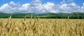 Производство на земеделска продукция в община Силистра - Казимир 93 Производство на земеделска продукция в община Силистра - Казимир 93