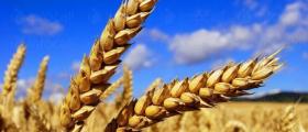 Производство селскостопанска продукция в Гарван-Ситово