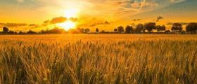 Производство селскостопанска продукция в Област Добрич