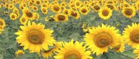 Производство слънчоглед в община Силистра - Казимир 93 Производство слънчоглед в община Силистра - Казимир 93