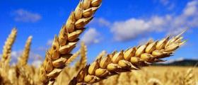 Производство земеделска продукция в община Поморие, област Бургас - Земеделска кооперация Бата Производство земеделска продукция в община Поморие, област Бургас - Земеделска кооперация Бата