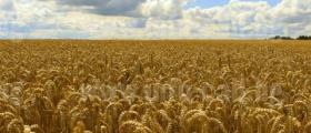 Търговия със селскостопанска продукция в Миндя-Велико Търново