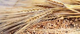 Търговия със селскостопанска продукция Знаменосец-Раднево - ЗК Детелина 2007 Търговия със селскостопанска продукция Знаменосец-Раднево - ЗК Детелина 2007