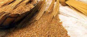 Търговия селскостопанска продукция Тотлебен-Пордим