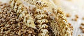 Търговия селскостопанска продукция в Долна Студена-Русе