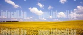 Търговия селскостопанска продукция в Езерче-Цар Калоян